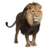 Parfum voiture Lion senteur Gu Long thumbnail 1