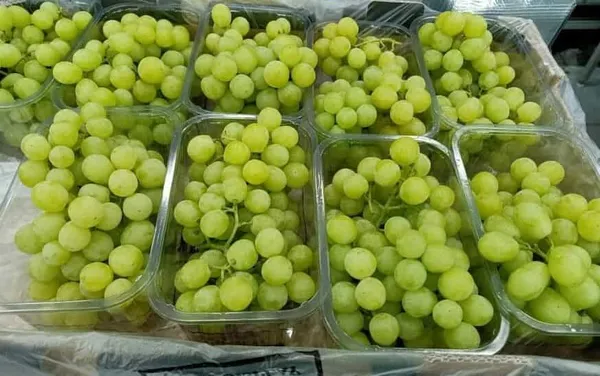Raisin Vert Avec Pépins (Carton 8 kg)