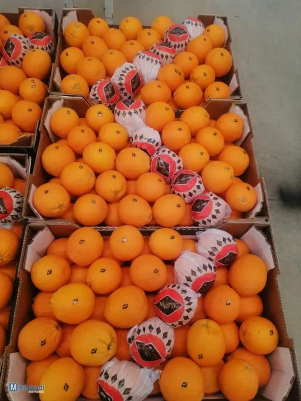 Orange Maroc (Carton 15 kg)
